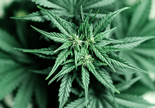Insights News Cannabis