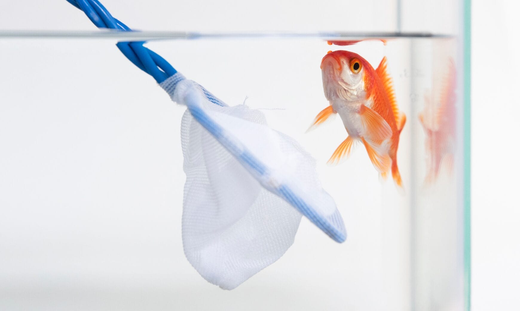 Media item: A Hole in the Net: Massachusetts’s Six-Figure Penalty for Failure to Spot Phish